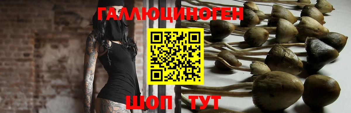 Кудрово  Галлюциногенные грибы GOLDEN TEACHER  Вход с VPN 